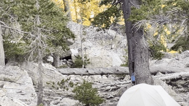 The bear walking from a distance