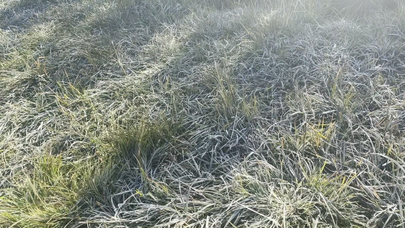 Frost on the grass in Big Meadow in the morning.