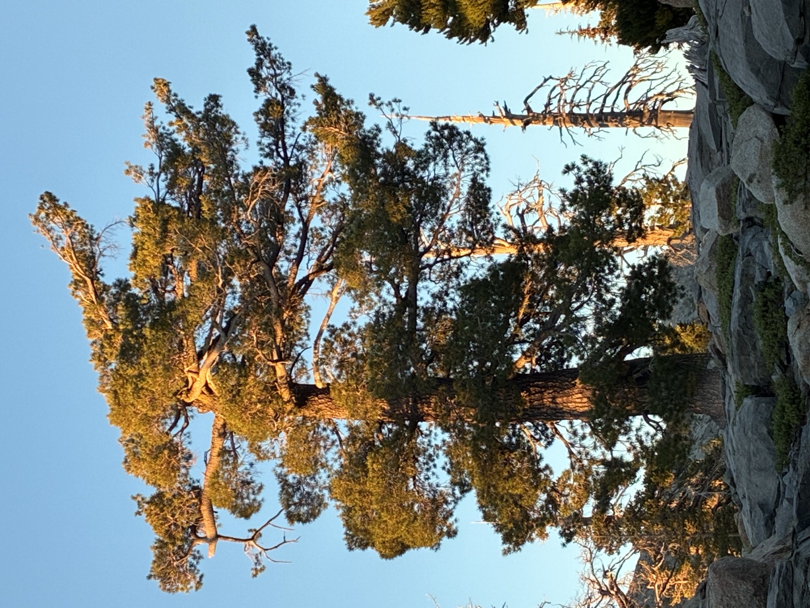 A pine at Middle Velma Lakes.