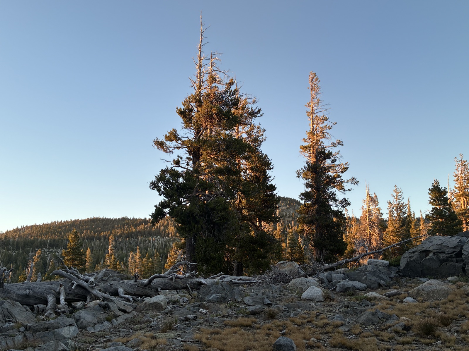 More pines at Middle Velma.